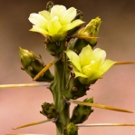 Cylindropuntia leptocaulis, flower, Gary Nored