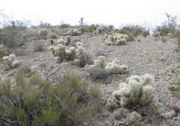 Cylindropuntia multigeniculata