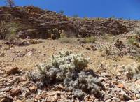 Cylindropuntia multigeniculata, Blue Diamond, NV, Michelle Cloud-Hughes
