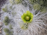 Cylindropuntia multigeniculata, northwestern, AZ, Nancy Hussey