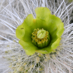 Cylindropuntia multigeniculata, northwestern, AZ, Nancy Hussey