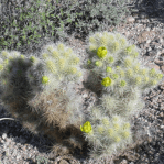 Cylindropuntia multigeniculata, northwestern, AZ, Nancy Hussey