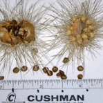 Cylindropuntia multigeniculata, seeds and fruit, spiny form, Nancy Hussey