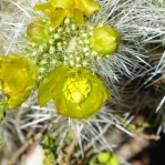 Cylindropuntia multigeniculata, flowers