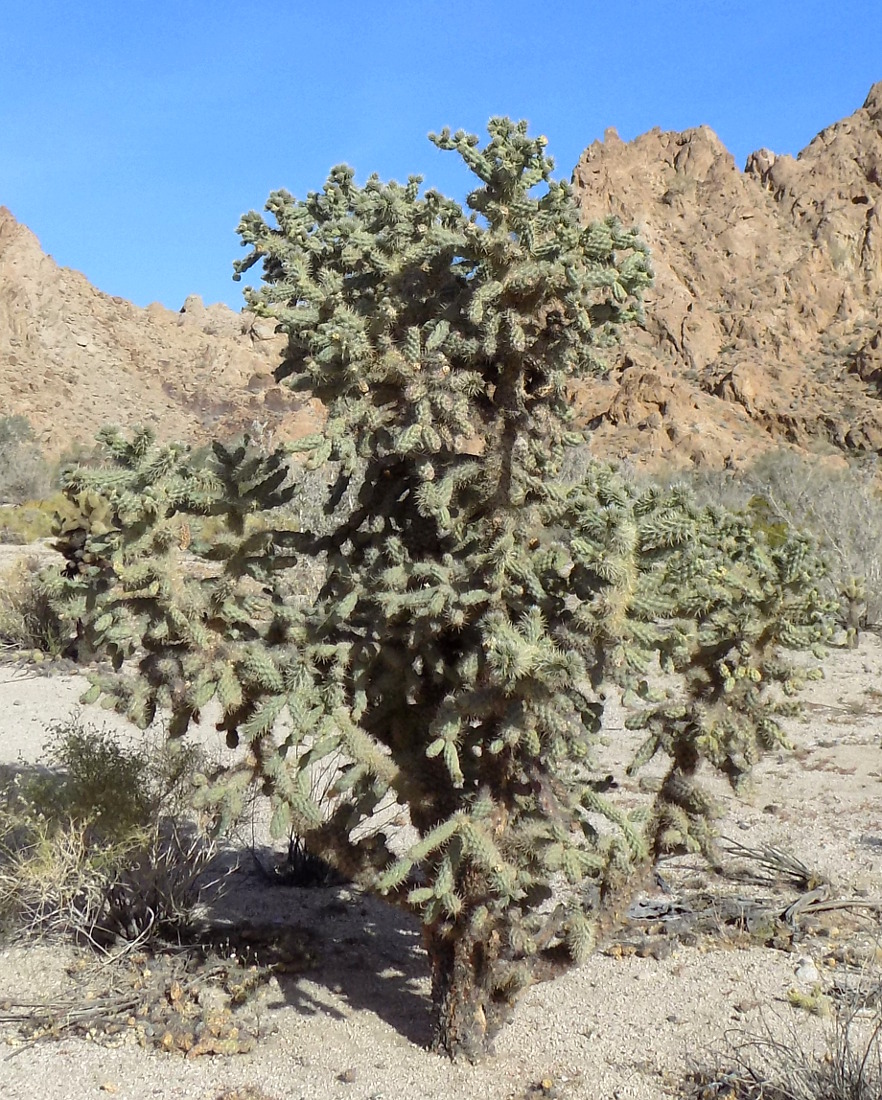 Cylindropuntia munzii