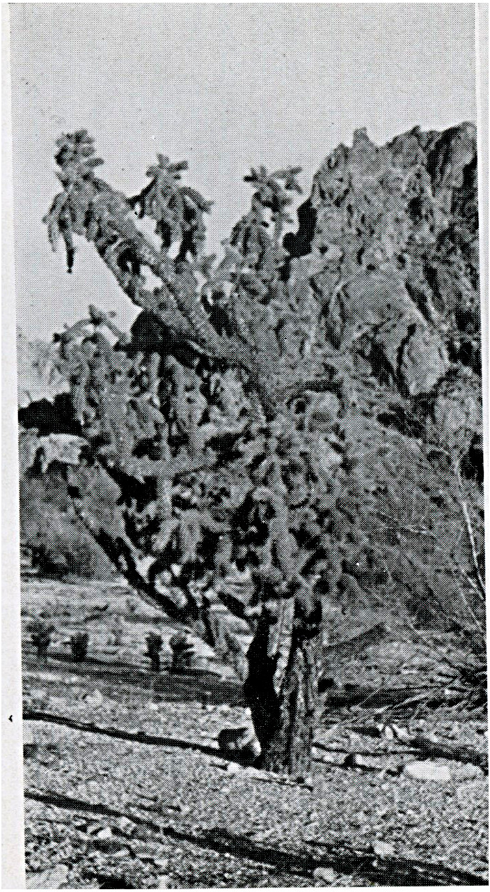 Cylindropuntia munzii