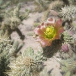 Cylindropuntia munzii, flower, Michelle Cloud Hughes