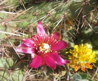 Cylindropuntia prolifera