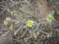 Cylindropuntia ramosissima