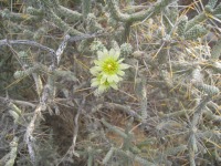 Cylindropuntia ramosissima