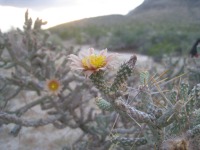 Cylindropuntia ramosissima