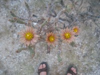 Cylindropuntia ramosissima