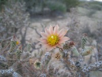 Cylindropuntia ramosissima
