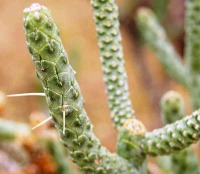 Cylindropuntia-ramosissima
