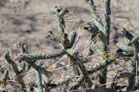 Cylindropuntia ramosissima, Joshua Tree National Monument, CA