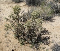 Cylindropuntia ramosissima, J Brew