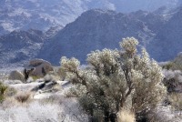Cylindropuntia ramosissima, Joshua Tree National Park, Brad Sutton.