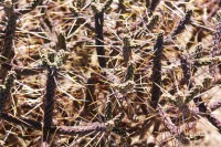 Cylindropuntia ramosissima, Laura Camp
