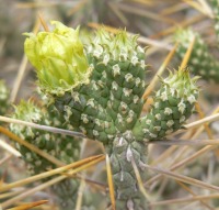 Cylindropuntia ramosissima