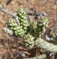 Cylindropuntia ramosissima