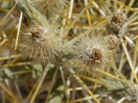 Cylindropuntia ramosissima fruit, Don Davis