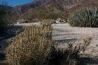 Cylindropuntia ramosissima, Laura Camp