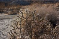 Cylindropuntia ramosissima, Laura Camp