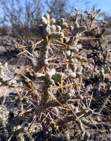 Cylindropuntia ramosissima