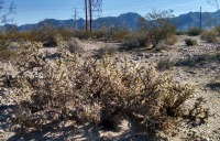 Cylindropuntia ramosissima