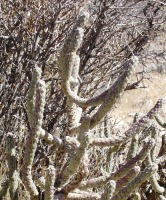 Cylindropuntia ramosissima, southern NV