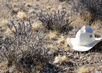 Cylindropuntia ramosissima, southern NV