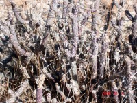 Cylindropuntia ramosissima, southern NV