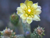 Cylindropuntia ramosissima, flower
