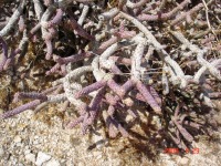 Cylindropuntia ramosissima, Kingman, AZ
