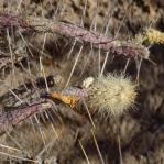Cylindropuntia ramosissima