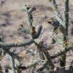 Cylindropuntia ramosissima, Joshua Tree National Monument, CA