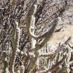 Cylindropuntia ramosissima, southern NV