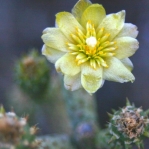 Cylindropuntia ramosissima, flower