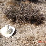 Cylindropuntia ramosissima, Kingman, AZ