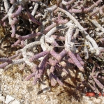 Cylindropuntia ramosissima, Kingman, AZ