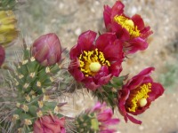 Cylindropuntia spinosior, Anthony Mendoza