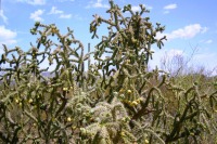 Cylindropuntia spinosior