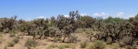 Cylindropuntia spinosior, forest, Safford, AZ, Michelle Cloud-Hughes