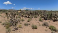 Cylindropuntia spinosior, forest, Safford, AZ, Michelle Cloud-Hughes