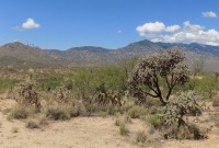 Cylindropuntia spinosior, Safford, AZ, Michelle Cloud-Hughes