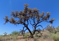 Cylindropuntia spinosior, Safford, AZ, Michelle Cloud-Hughes