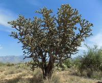 Cylindropuntia spinosior, Tucson, AZ, Michelle Cloud-Hughes