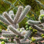 Cylindropuntia spinosior, Gary Nored