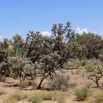 Cylindropuntia spinosior, forest, Safford, AZ, Michelle Cloud-Hughes