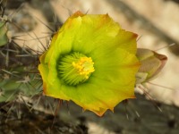 Cylindropuntia versicolor, Vail, AZ, Michelle Cloud-Hughes